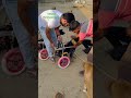 Got new wheelchair #paralyseddog #vosah