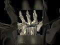 Carpal Tunnel Syndrome Causes Symptoms