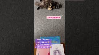 先週は体調崩して🥲仕事が進まず、焦ってました #オラクルカードリーディング #oraclecardreading