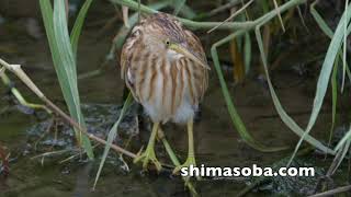 オオヨシゴイ滞在中　ジャワアカガシラサギ、ヨシゴイも(動画あり)