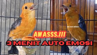 Download lagu AWASSSS!! 3 MENIT AUTO EMOSI || PANCINGAN NRAKTAK KONSLET ANIS MERAH BIKIN GACOR ATASI SUSAH BUNYI mp3 Download lagu AWASSSS!! 3 MENIT AUTO EMOSI || PANCINGAN NRAKTAK KONSLET ANIS MERAH BIKIN GACOR ATASI SUSAH BUNYI mp3