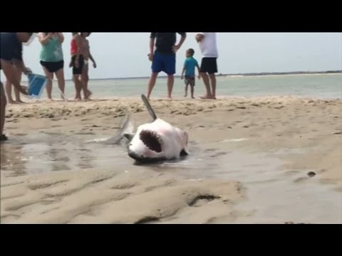 Här räddas den strandade vithajen