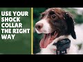5 Tips E Collar Dog Training For Beginners