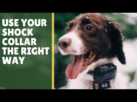 5 Tips: E-Collar Dog Training for Beginners