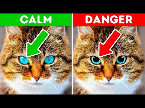 12 Signs Your Pet is Crying for Help - YouTube