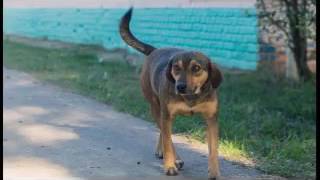 Campanha ADOTE ANIMAIS DO JOCKEY