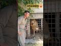 Lion Attack Angrytiger Laughinglion Lion Wildliferescue Wildcats Bigcats Tigerspotted