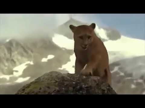 Puma VS Bear Real Fight   Mother Bear Save Her Baby From Puma   Wild Animals Attack