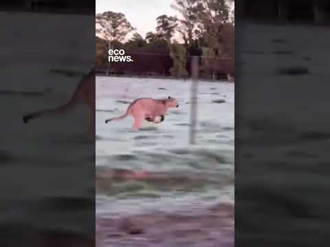 🐆 Un puma fue visto recorriendo los campos cerca del Cerro Tres Picos, en Tornquist, provincia de B