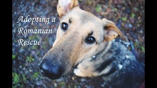 Adopting a Romanian Rescue Dog | My Honest Experience and Struggles
