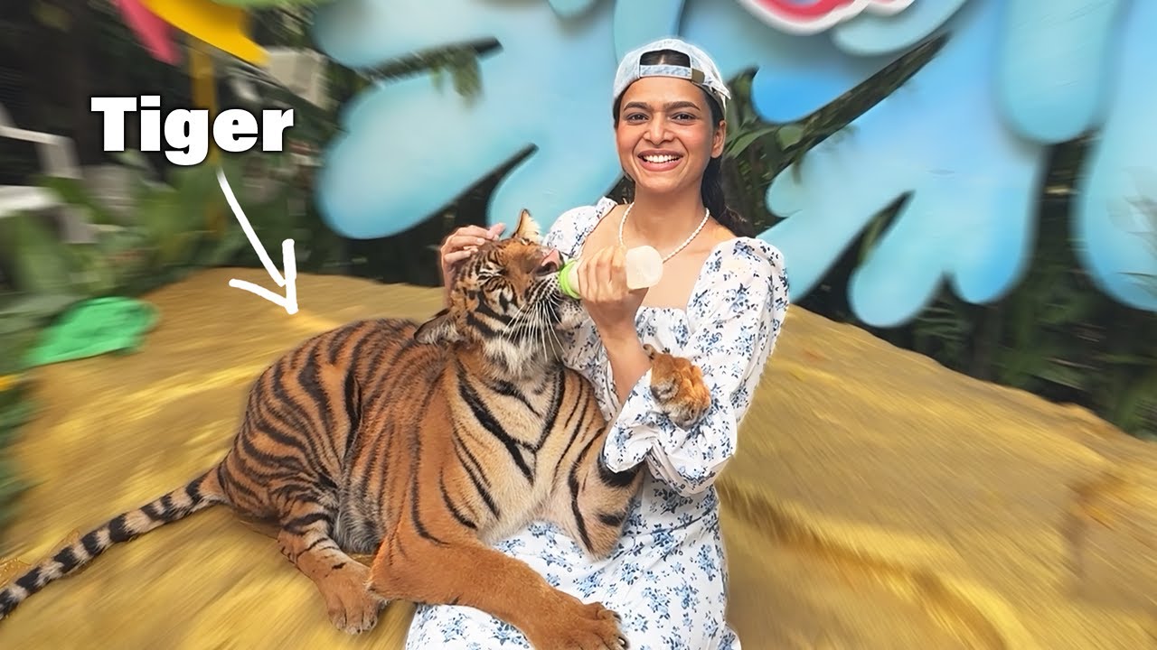 My New Pet Tiger 🐯😂