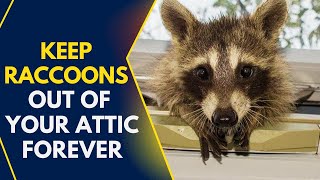 Best Raccoon Repellent For Attic - Powerful And Effective Repellents