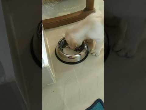 Mischa's first breakfast 🍴🍱 at her new home.