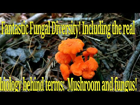Fungal Diversity and understanding the true meaning of terms: Mushroom and fungus.