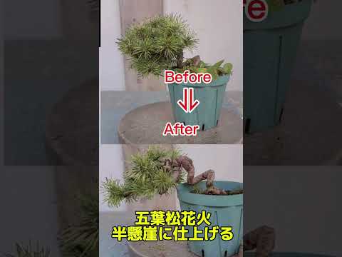 スターワート、中国の愚か者の帽子 植物