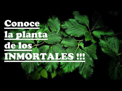 The Plant of the IMMORTALS. Jiaogulan, the anti-aging herb. Power plants.