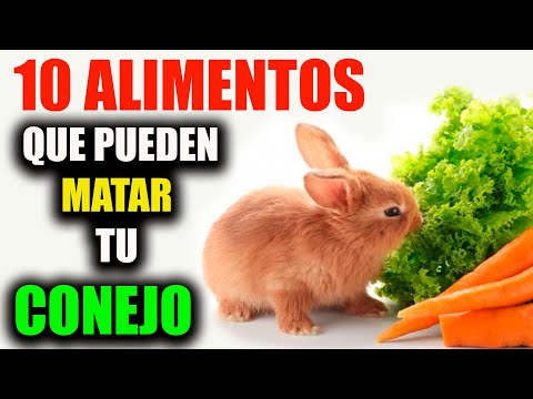 , title : '✅Que Puede COMER Mi Conejo ( 10 Cosas Que NO Pueden COMER ) CRIANZA DE CONEJOS.'