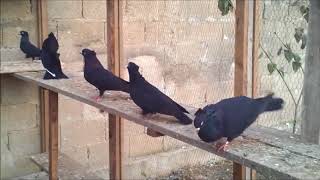 Black Pigeons - pllumat e zi 2018