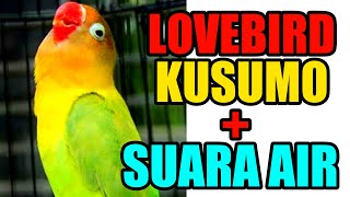 Download lagu LOVEBIRD KUSUMO NGEKEK PANJANG PLUS SUARA GEMERCIK AIR - SUARA MASTERAN PALING POPULER mp3