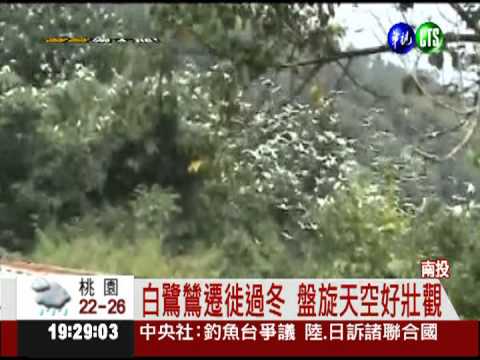 2000白鷺鷥遷徙! 盤旋遮天成奇景