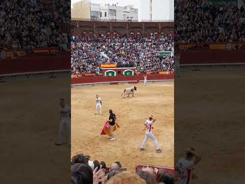 espectaculares saltos y volteretas sobre el toro bravo blanco y negro boga saand gaay