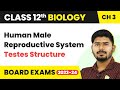 Human Male Reproductive System (Testes Structure) - Human Reproduction | Class 12 Biology (2022-23)