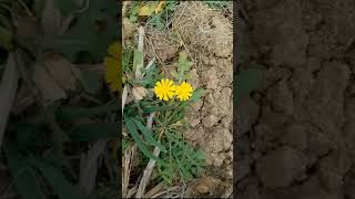 Taraxacum Officinale Flower #shorts