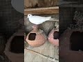 Two Jangle Pigeon Kbutar Kabootar Kabootar Shorts Short