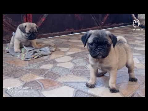 BB's "Pug-ccinni" II