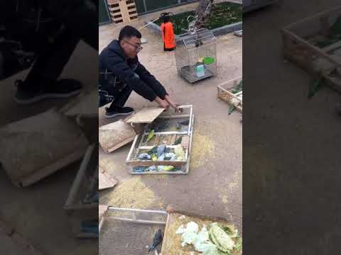 Parrot Talking - Smart And Funny Parrots Video | EP727