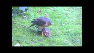 Sparrow Hawk eating Blackbird, Lee Common, 30th January 2013.
