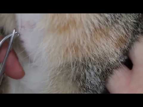 Stitch removal for a spayed cat