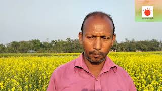 সরিষা চাষ