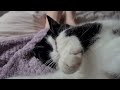 Cute Sleeping Tuxedo Cat