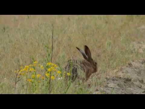 Lebensraum Kiesgrube - Heimat für seltene Pflanzen und Tiere Trailer MedienLB