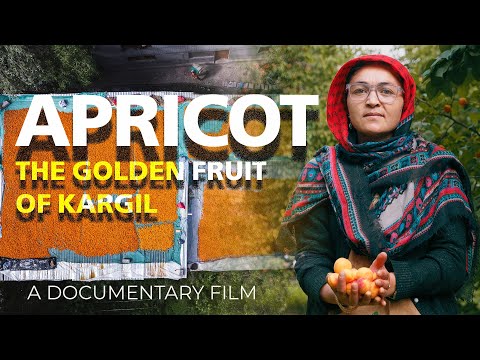 APRICOT - The Golden Fruit of Kargil | A Documentary Film
