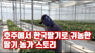 호주에서 딸기를 재배하고자 한국에 귀농한 농가 아니 요리사!! 설향 재배 자연이팜에서 배웠어요