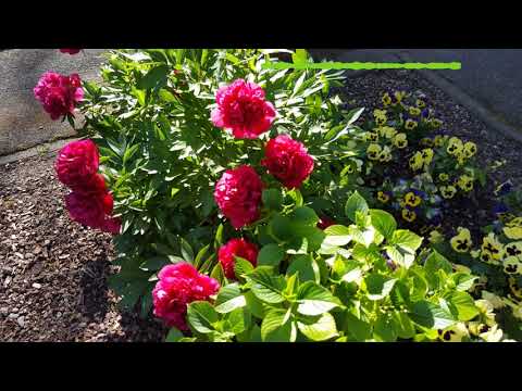 Garten pflegen ohne Gift und Chemie - So geht's