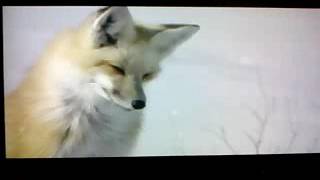 ALLAH GAVE  THE FOX THIS HUNTING POWER!  سبحان الله