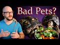 Don T Get A Pet Tortoise Until You Watch This