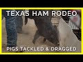 Terrified Pigs Slapped, Tackled, & Dragged in Texas Ham Rodeo