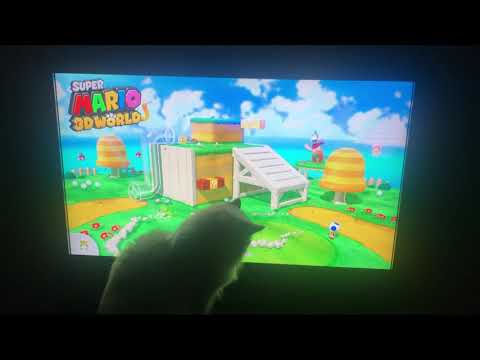 Felix hates cat luigi
