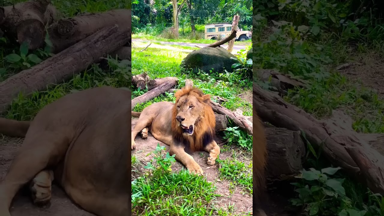 YouTube Short thumbnail