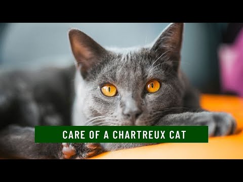 How to take care of a Chartreux Cat updated 2021