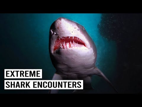 The World's Most Extreme Fish Encounters Caught On Camera