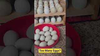 We Have SO Many Eggs! Blue, Green and Seafoam.  #fun #food #chicken #shorts #happy #news #pets