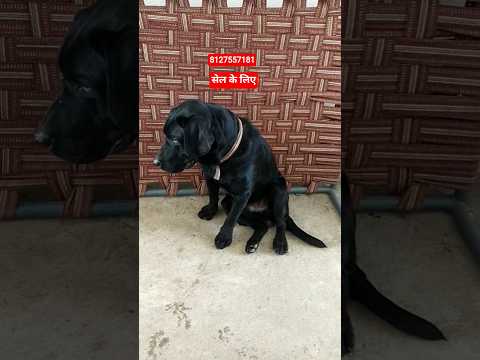 #music #puppy #cuteanimal #pets