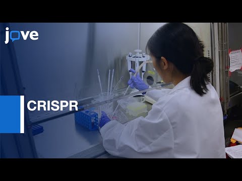 CRISPR-Mediated Reorganization of Chromatin Loop Structure | Protocol Preview
