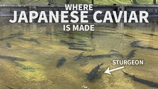 preview picture of video 'Where Japanese Caviar is made — Kobayashi, Miyazaki'