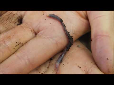 Masken - en nedbrytare